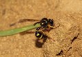 18 cf Eumenes coarctatus Stalberg De Hamert_resize
